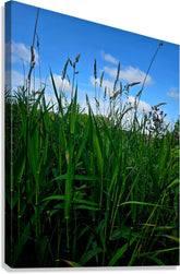 2162592 :: Giclée Stretched Canvas Print